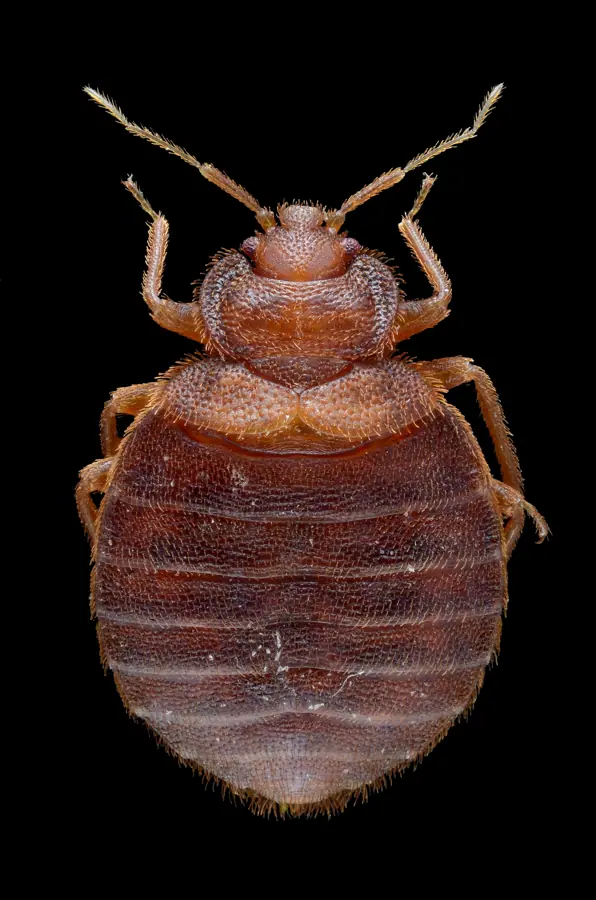 Adult Female Bed Bug - Cimex lectularius - Bug length approximately 5 mm