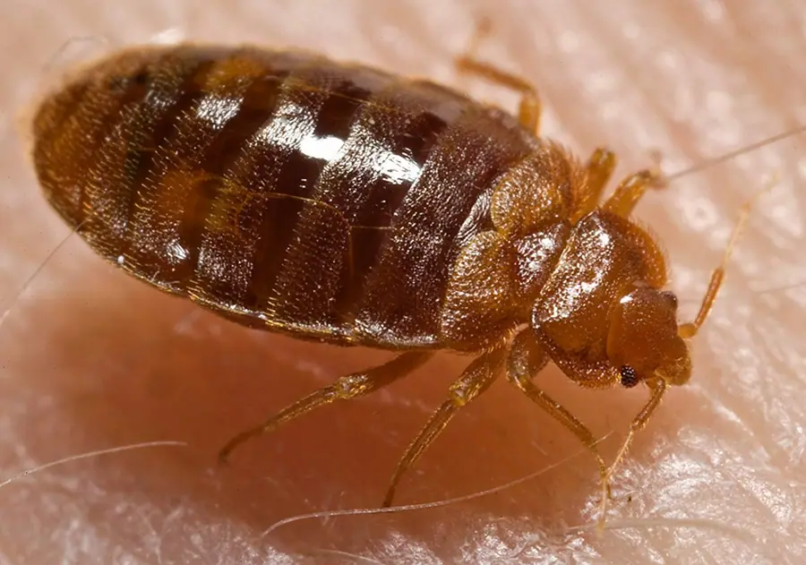 Bed bug, Cimex lectularius