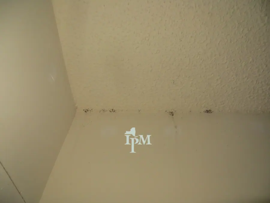 Bed Bug Evidence (11555820626)