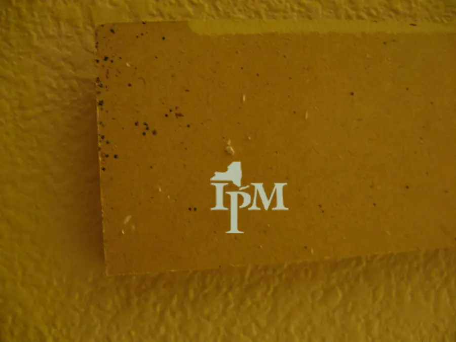 Bed Bug Evidence on Headboard (11555720024)