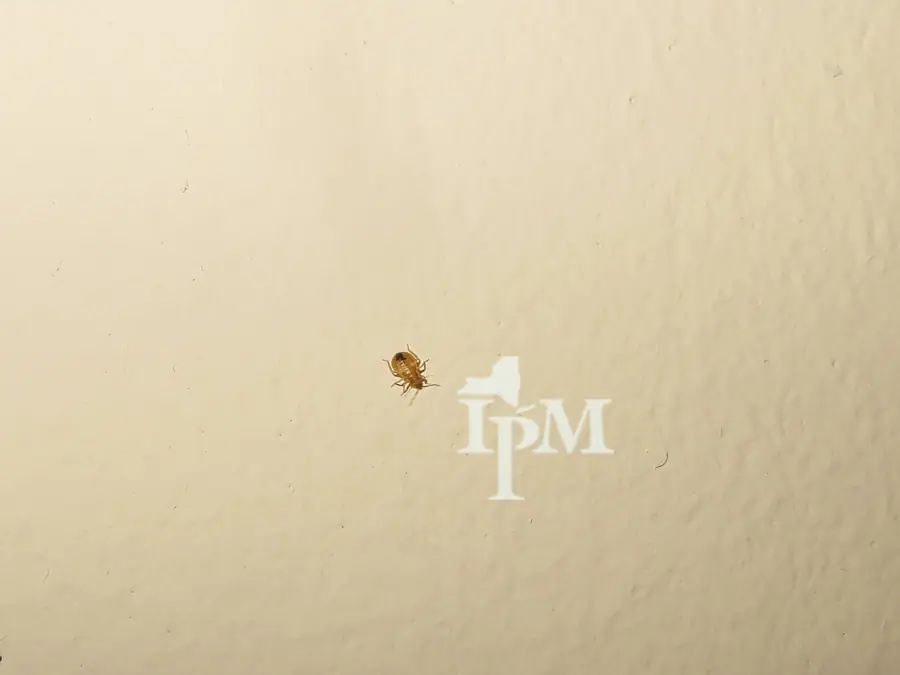 Bed Bug Nymph (11555819816)
