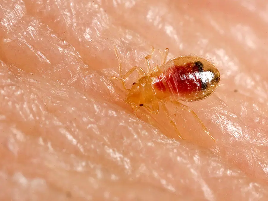 Bed bug nymph, Cimex lectularius