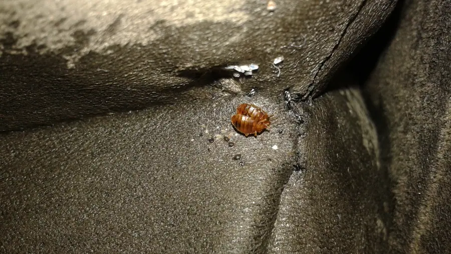 Bed bugs having sex and their eggs