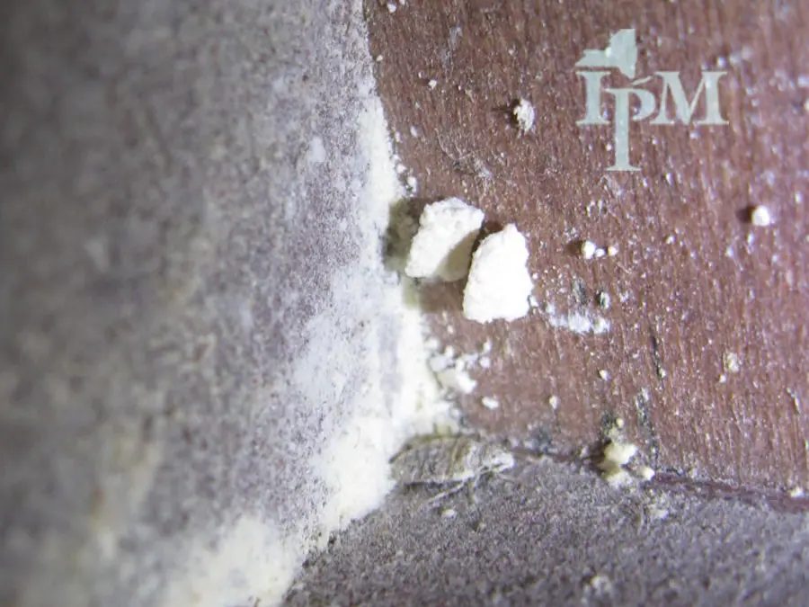 Bed Bugs Treated on a Hotel Headboard (11555818913)