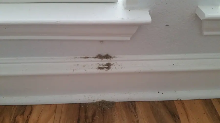 Carpenter ant sawdust