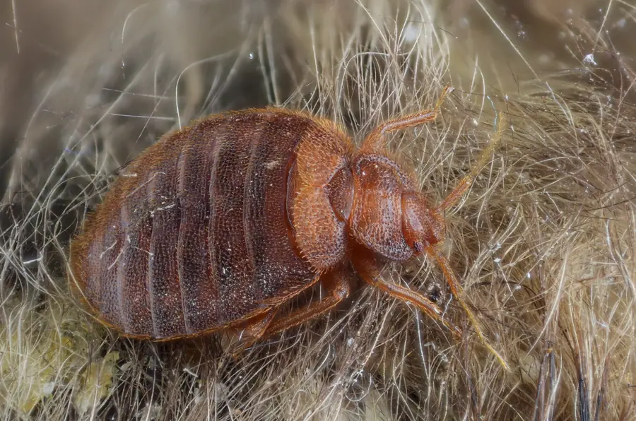 Cimex lectularius (bed bug) (5975917188)