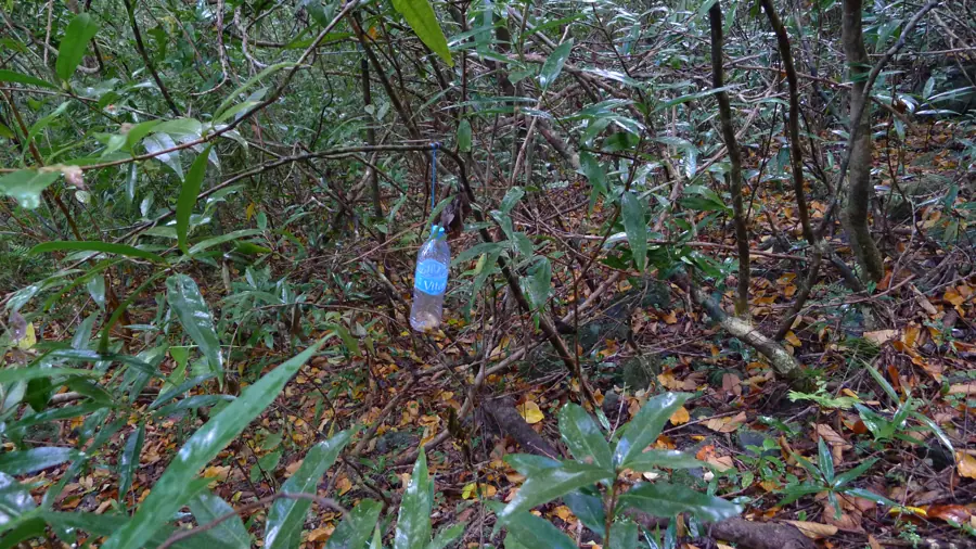 Fly trap in situ (8131973447)