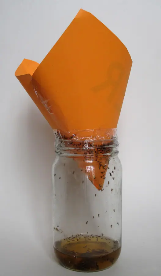 Fruit fly trap