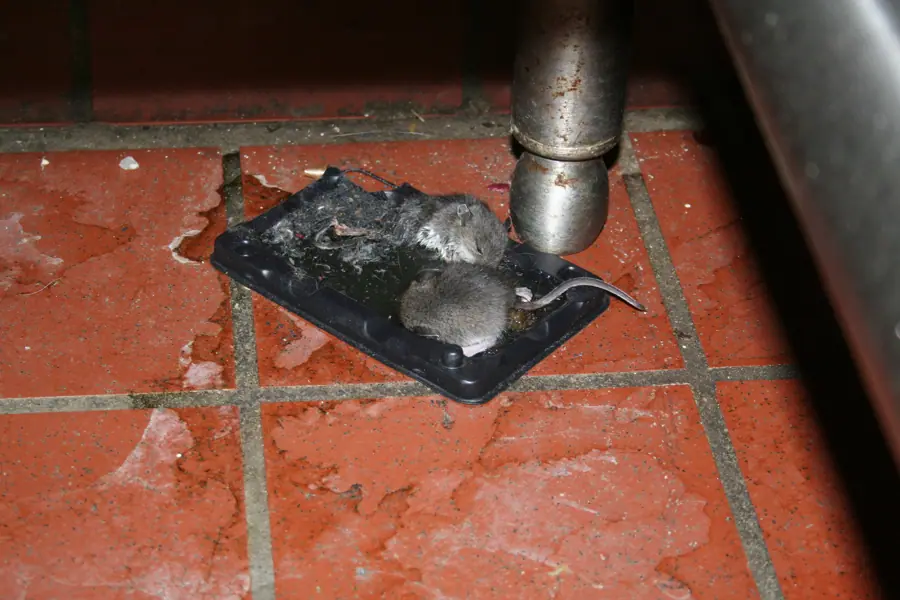 Mice in Sticky Trap (17258577795)