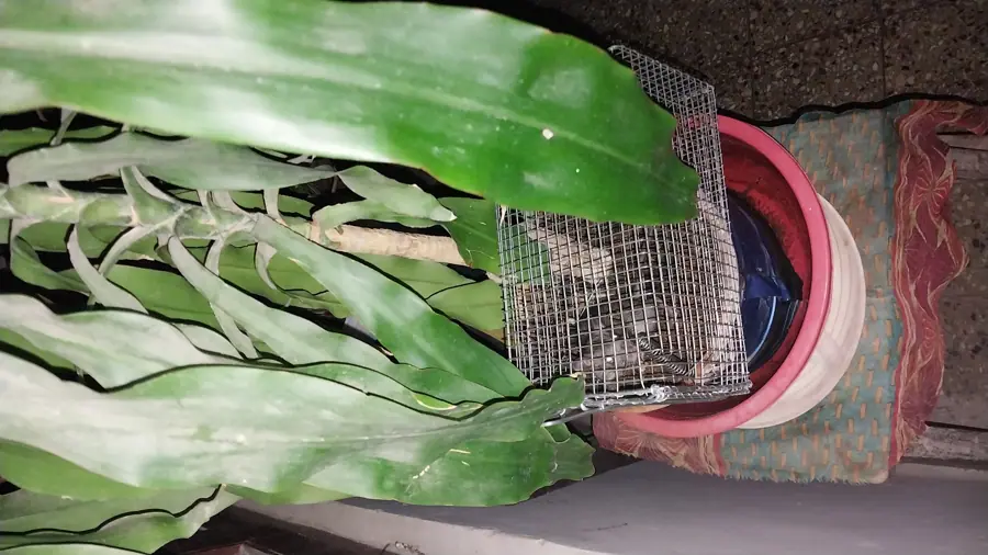 Mouse caught in a spring loaded " Mouse Trap" in Mumbai