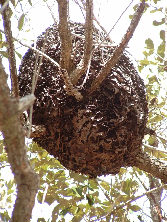 Nest of Conehead Termites Nasutitermes corniger Belize