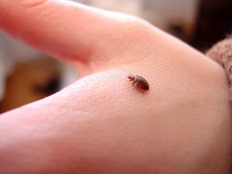 Pests - Bed Bugs - scale on hand