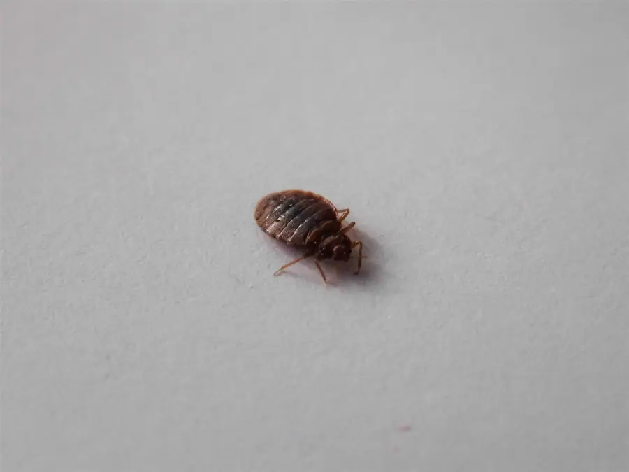 Pluskwa domowa, Bed bug, Cimex lectularius