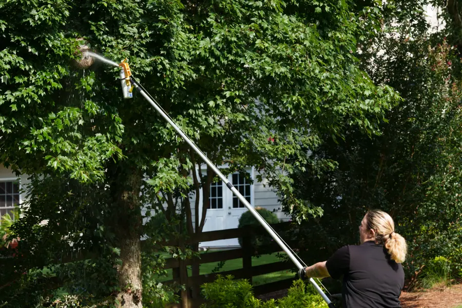 Prallethrin applied to bald-faced hornet wasp nest