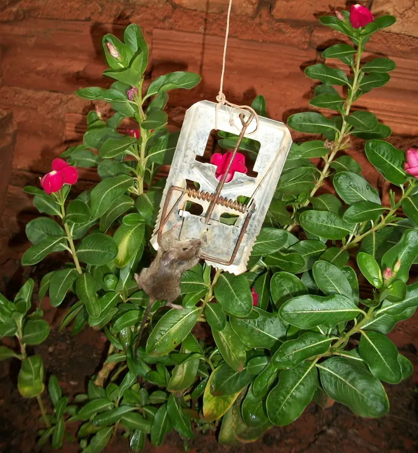Ratonaratoeira