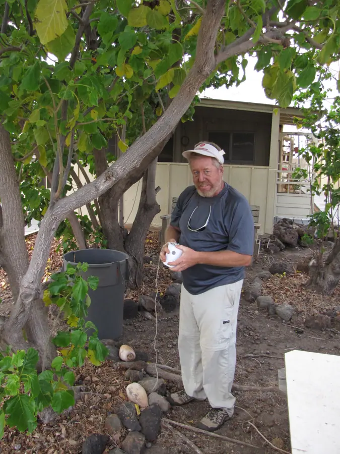 Starr-121219-1194-Cordia subcordata-habit with Kurt setting up fruit fly trap-Honokanaia-Kahoolawe (24571685313)