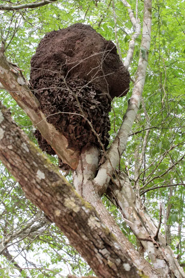 Termite nest Yucatan 0625