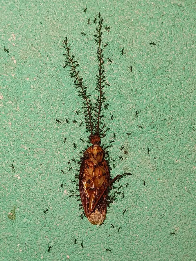 The silent march Ants' Tribute to the Cockroach