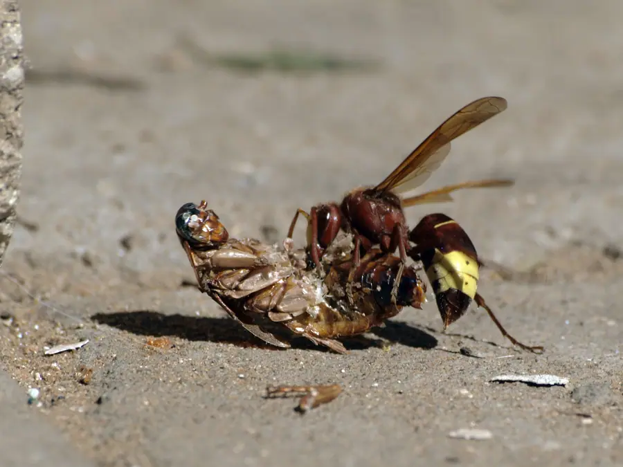 Wasp vs Cockroach