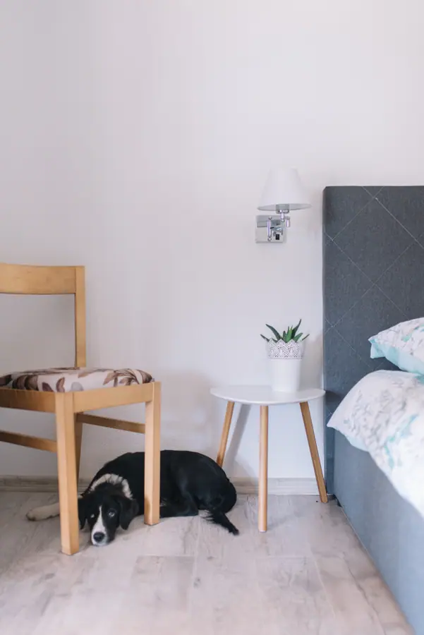 Cozy bedroom with a dog resting on the floor near a chair and a small table in a well-lit modern space