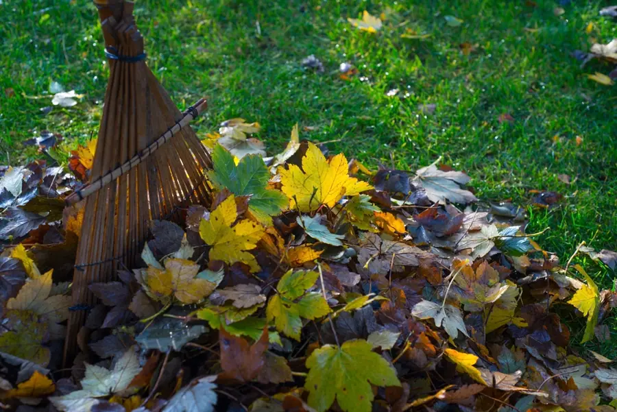 Free raked leaves photo