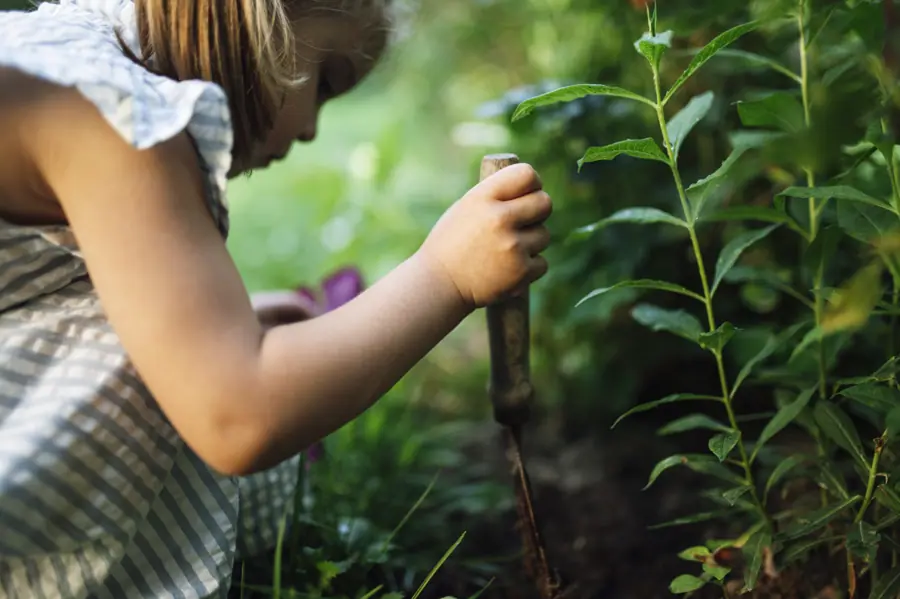 Child digs in garden soil during sunny afternoon in backyard