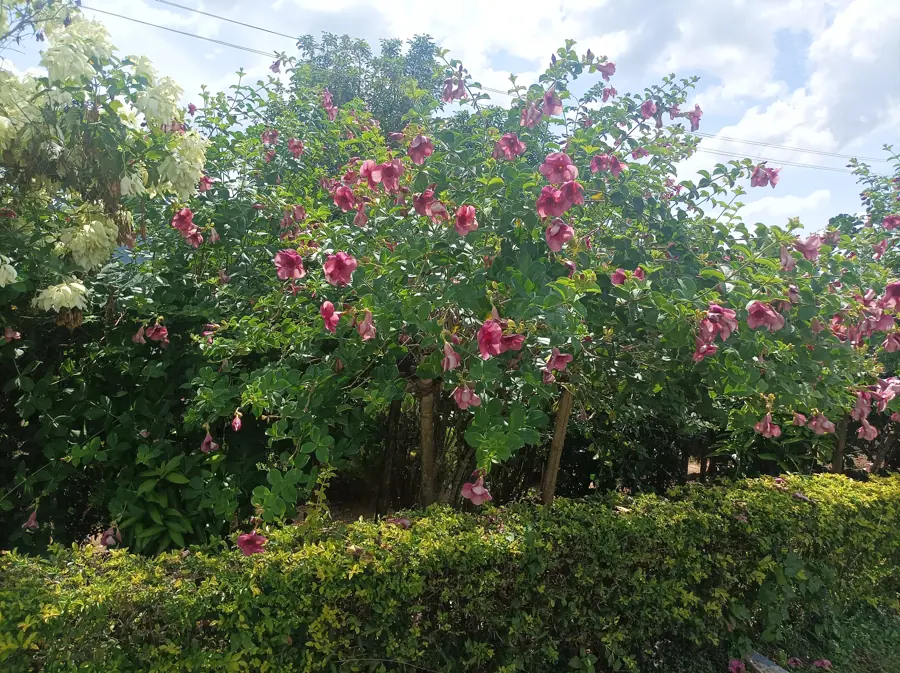 Duranta hedge shrubs and other flowering plants in Kakching Garden, Uyok Ching hills, Kakching district, Kangleipak