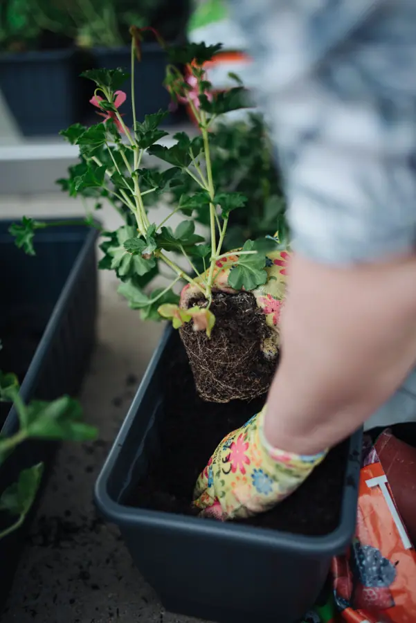 Gardener planting flowers in a container at a garden center during spring