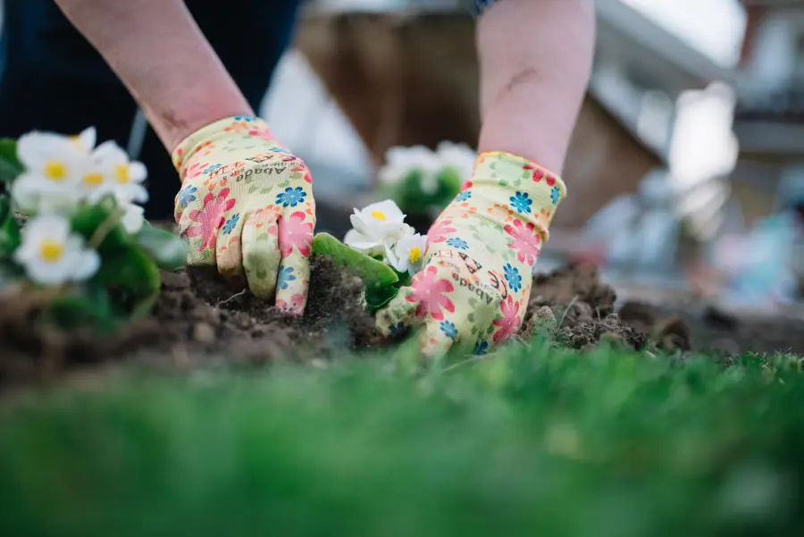 Gardener's hands planting closeup