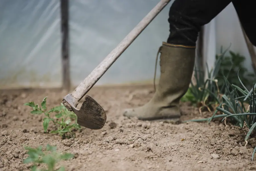 Gardener works on soil in greenhouse during daytime to tend to plants